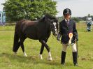 Image 181 in BECCLES AND BUNGAY RIDING CLUB. OPEN SHOW. 19 JUNE 2016. RINGS 2 3 AND 4