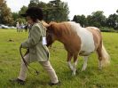 Image 193 in BECCLES AND BUNGAY RIDING CLUB. OPEN SHOW. 19 JUNE 2016. RINGS 2 3 AND 4