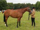 Image 43 in BECCLES AND BUNGAY RIDING CLUB. OPEN SHOW. 19 JUNE 2016. RINGS 2 3 AND 4