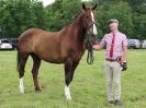 Image 85 in BECCLES AND BUNGAY RIDING CLUB. OPEN SHOW. 19 JUNE 2016. RINGS 2 3 AND 4