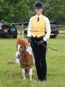 Image 96 in BECCLES AND BUNGAY RIDING CLUB. OPEN SHOW. 19 JUNE 2016. RINGS 2 3 AND 4