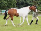 Image 97 in BECCLES AND BUNGAY RIDING CLUB. OPEN SHOW. 19 JUNE 2016. RINGS 2  3  AND 4