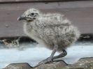 BABY GULLS ON MY ROOF