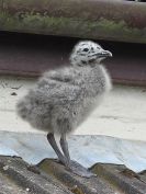 Image 3 in BABY GULLS ON MY ROOF