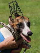 Image 17 in WHIPPET RACING. EA OPEN 26 JUNE 2016. THE FINALS AND SUPREMES