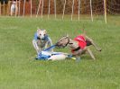 Image 33 in WHIPPET RACING. EA OPEN 26 JUNE 2016. THE FINALS AND SUPREMES