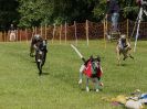 Image 39 in WHIPPET RACING. EA OPEN 26 JUNE 2016. THE FINALS AND SUPREMES