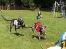 Image 46 in WHIPPET RACING. EA OPEN 26 JUNE 2016. THE FINALS AND SUPREMES