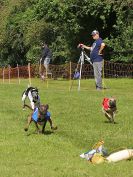 Image 55 in WHIPPET RACING. EA OPEN 26 JUNE 2016. THE FINALS AND SUPREMES