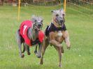 Image 10 in WHIPPET RACING. EA OPEN 26 JUNE 2016. THE EARLY ROUNDS