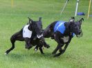 Image 11 in WHIPPET RACING. EA OPEN 26 JUNE 2016. THE EARLY ROUNDS