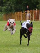 Image 13 in WHIPPET RACING. EA OPEN 26 JUNE 2016. THE EARLY ROUNDS