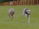 Image 19 in WHIPPET RACING. EA OPEN 26 JUNE 2016. THE EARLY ROUNDS