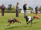 Image 24 in WHIPPET RACING. EA OPEN 26 JUNE 2016. THE EARLY ROUNDS