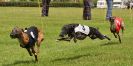 Image 25 in WHIPPET RACING. EA OPEN 26 JUNE 2016. THE EARLY ROUNDS