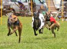 Image 26 in WHIPPET RACING. EA OPEN 26 JUNE 2016. THE EARLY ROUNDS