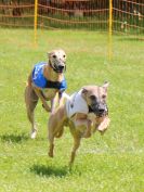 Image 3 in WHIPPET RACING. EA OPEN 26 JUNE 2016. THE EARLY ROUNDS