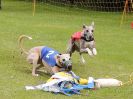Image 34 in WHIPPET RACING. EA OPEN 26 JUNE 2016. THE EARLY ROUNDS