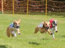 Image 4 in WHIPPET RACING. EA OPEN 26 JUNE 2016. THE EARLY ROUNDS