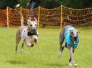 Image 40 in WHIPPET RACING. EA OPEN 26 JUNE 2016. THE EARLY ROUNDS