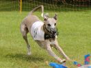 Image 41 in WHIPPET RACING. EA OPEN 26 JUNE 2016. THE EARLY ROUNDS