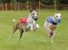 Image 43 in WHIPPET RACING. EA OPEN 26 JUNE 2016. THE EARLY ROUNDS