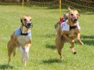 Image 5 in WHIPPET RACING. EA OPEN 26 JUNE 2016. THE EARLY ROUNDS