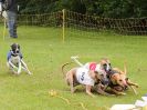 Image 50 in WHIPPET RACING. EA OPEN 26 JUNE 2016. THE EARLY ROUNDS