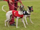 Image 52 in WHIPPET RACING. EA OPEN 26 JUNE 2016. THE EARLY ROUNDS