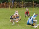 Image 54 in WHIPPET RACING. EA OPEN 26 JUNE 2016. THE EARLY ROUNDS