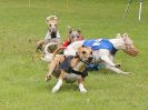 Image 55 in WHIPPET RACING. EA OPEN 26 JUNE 2016. THE EARLY ROUNDS