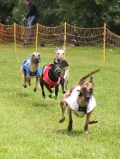 Image 56 in WHIPPET RACING. EA OPEN 26 JUNE 2016. THE EARLY ROUNDS