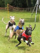 Image 57 in WHIPPET RACING. EA OPEN 26 JUNE 2016. THE EARLY ROUNDS