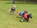 Image 58 in WHIPPET RACING. EA OPEN 26 JUNE 2016. THE EARLY ROUNDS