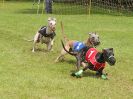 Image 58 in WHIPPET RACING. EA OPEN 26 JUNE 2016. THE EARLY ROUNDS