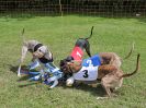 Image 59 in WHIPPET RACING. EA OPEN 26 JUNE 2016. THE EARLY ROUNDS
