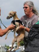 Image 66 in WHIPPET RACING. EA OPEN 26 JUNE 2016. THE EARLY ROUNDS