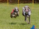Image 72 in WHIPPET RACING. EA OPEN 26 JUNE 2016. THE EARLY ROUNDS