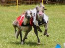 Image 73 in WHIPPET RACING. EA OPEN 26 JUNE 2016. THE EARLY ROUNDS