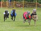 Image 9 in WHIPPET RACING. EA OPEN 26 JUNE 2016. THE EARLY ROUNDS