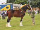 Image 46 in ROYAL NORFOLK SHOW 2016. DAY 1.