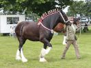 Image 47 in ROYAL NORFOLK SHOW 2016. DAY 1.