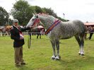 Image 41 in ROYAL NORFOLK SHOW 2016. DAY 2.