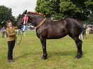 Image 42 in ROYAL NORFOLK SHOW 2016. DAY 2.