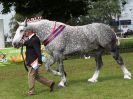 Image 43 in ROYAL NORFOLK SHOW 2016. DAY 2.