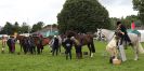 Image 69 in ROYAL NORFOLK SHOW 2016. DAY 2.