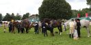 Image 70 in ROYAL NORFOLK SHOW 2016. DAY 2.