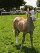 Image 82 in ROYAL NORFOLK SHOW 2016. DAY 2.