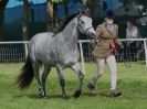 Image 9 in ROYAL NORFOLK SHOW 2016. DAY 2.