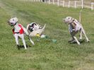 Image 10 in WHIPPET CLUB RACING ASSN. 3RD CHAMPIONSHIPS. 14 AUG 2016